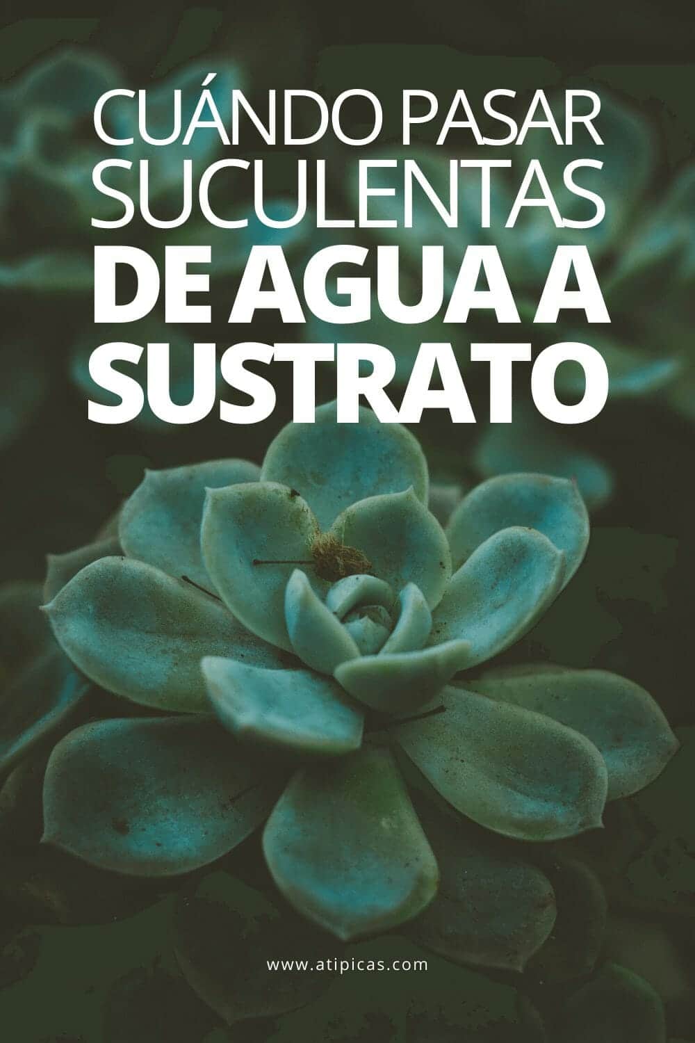 Cuándo pasar tus suculentas de agua a sustrato