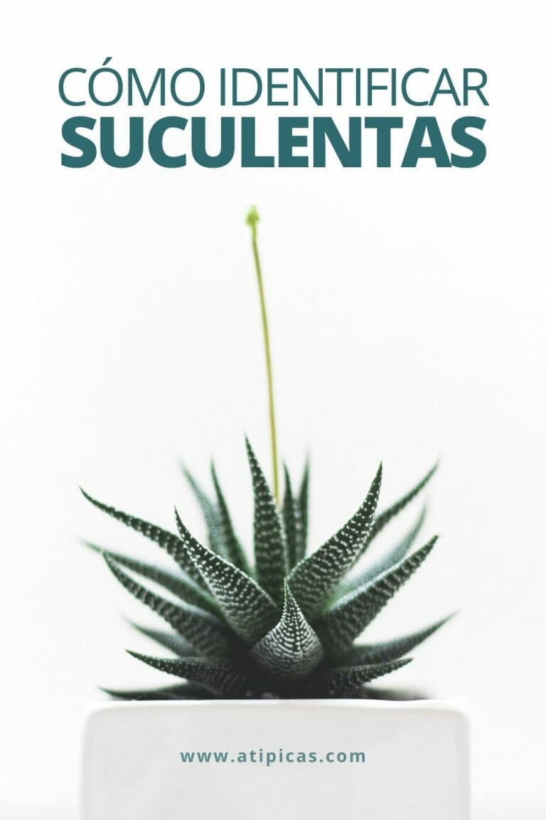 Cómo identificar suculentas y cactus