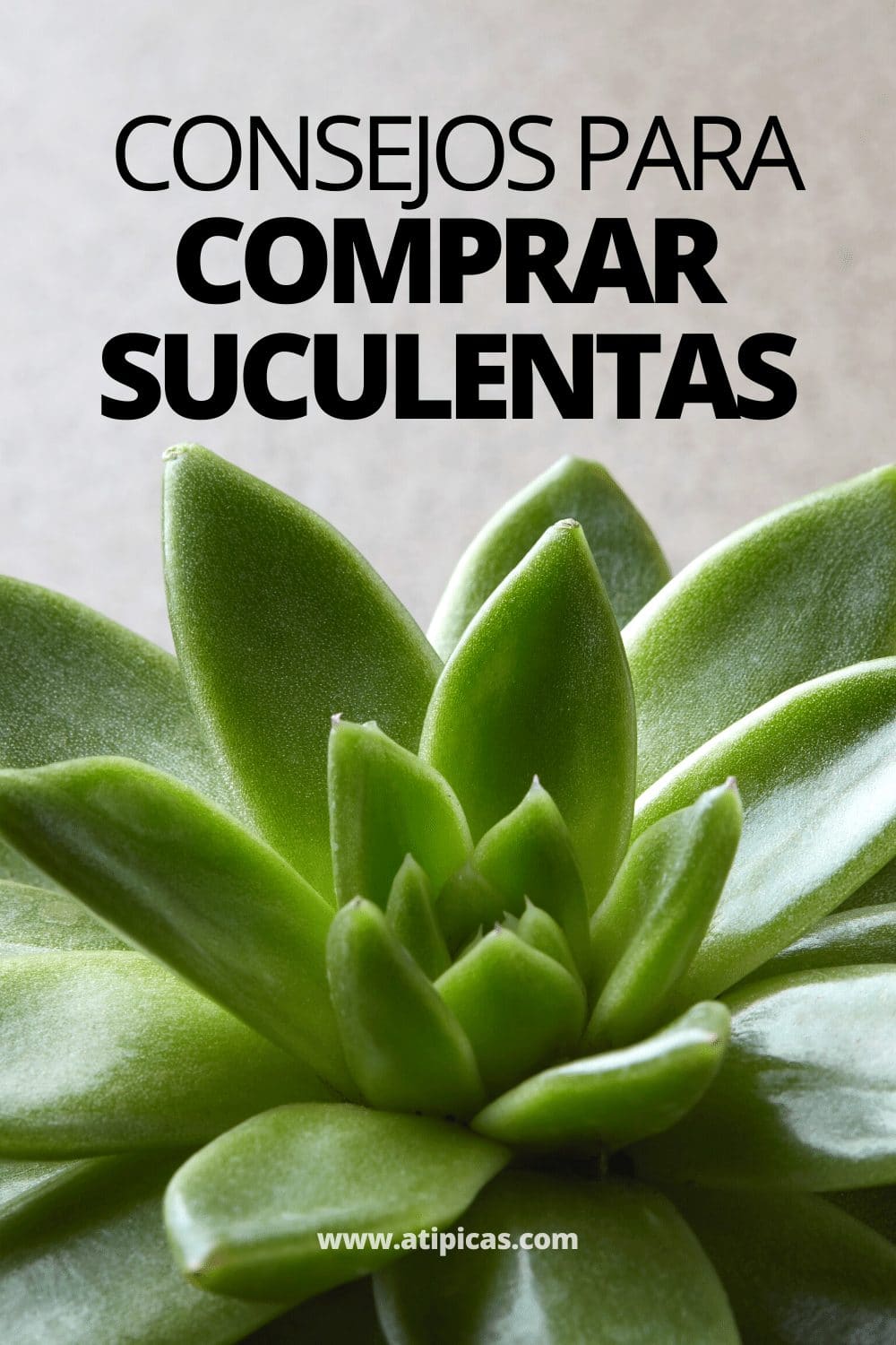 Consejos para comprar suculentas y cactus