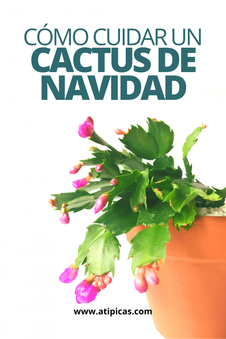 Cómo cuidar un Cactus de Navidad