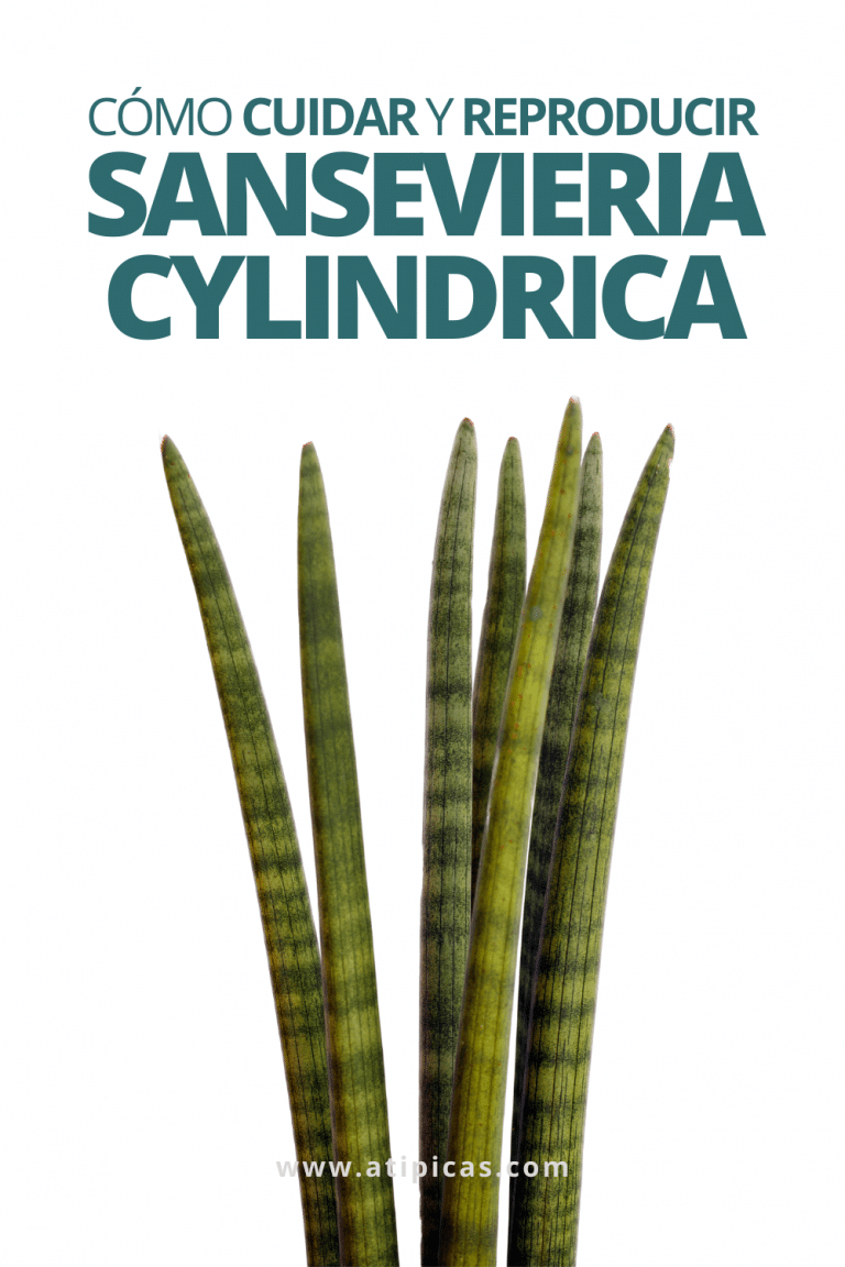 Cómo cuidar y reproducir la Sansevieria cylindrica