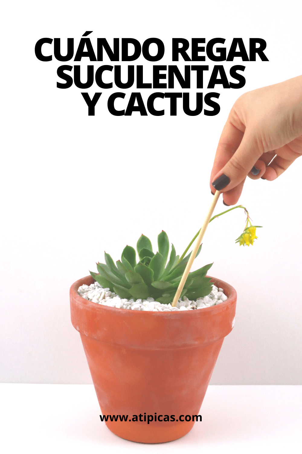 pegar jefe Vislumbrar Cuándo regar suculentas y cactus | Atípicas Suculentas